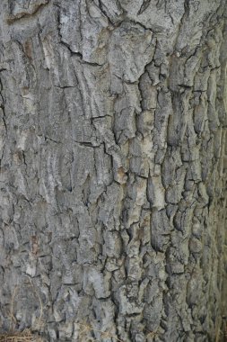 Ağaç kabuğunun kabuğu kaba, çatlak yüzey ve doğal dokuyu gösterir..