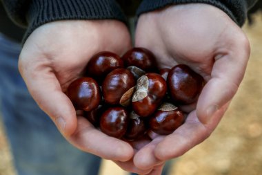 Sonbaharda açık havada bir avuç parlak kahverengi kestaneyi tutan insan eli..