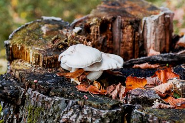 Sonbahar ormanında yapraklarla çevrili eski bir ağaç kütüğünde büyüyen beyaz mantarların yakın çekimi..