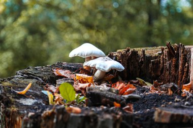 Etrafında sonbahar yaprakları olan eski bir ağaç kütüğünün üzerinde büyüyen beyaz mantarların yakın çekimi. Doğal orman sahnesi, ormandaki vahşi mantarların makro fotoğrafları..