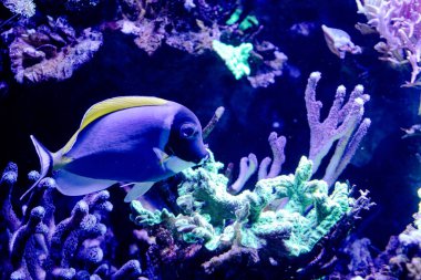 Bright tropical fish swimming among colorful corals in a large aquarium. The underwater scene features vivid blue and yellow hues, showcasing marine life and coral ecosystem.