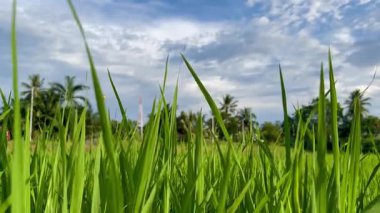 Kırsal bir çeltik tarlasında rüzgarda sallanan yemyeşil pirinç bitkileri kırsal alandaki tarım hayatının güzelliğini gözler önüne seriyor.
