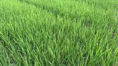 Kırsalda gelişen pirinç tarlasının manzarası. Rüzgâr sakince uzun yeşil sapların arasından esiyor.