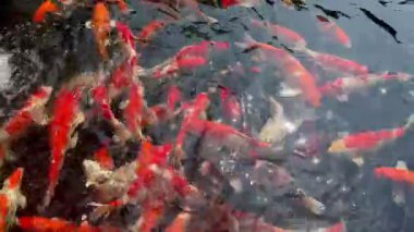 Bir grup canlı japon balığı zarif bir şekilde berrak bir gölette yüzüyor. Renkli koiler uyum içinde hareket ederek su yüzeyinde doğal gün ışığı altında pürüzsüz dalgalanmalar yaratırlar.