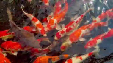 Huzurlu bir gölette canlı bir balık sürüsünün yakın görüntüsü. Balık yavaşça süzülür ve kıvrılır. Huzurlu bir suda parıldayan pullarını ve zarif hareketlerini sergilerler.