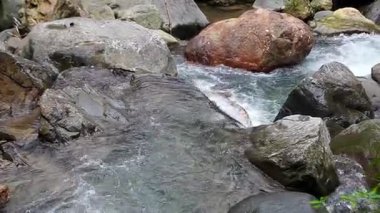 Yamaçtaki bir şelaleden gelen nehir suyu ıslak taşların üzerinden hızla akar, uzak bir orman ortamında beyaz sıçramalar ve doğal ritim yaratır.