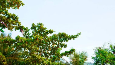 Titrek yeşil yaprakları olan tropikal ağaçların manzarası dingin, bulutsuz bir mavi gökyüzüne kurulmuş. Görüntü bir sakinlik, tazelik ve doğayla bağlantı hissi uyandırıyor.