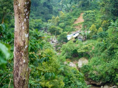 Yoğun çalılıkların arasında zarif bir şekilde yükselen uzun ağaçlarla huzurlu bir tropikal orman manzarası. Filtrelenmiş güneş ışığı canlı yeşilliğe hafif bir parıltı ekler. Doğal tazelik. Doğa manzarası. Güzel Doğa