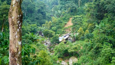 Bogor, Endonezya - 5 Temmuz 2025: Bereketli yeşil ağaçların arasında küçük bir ahşap barınağın yer aldığı huzurlu bir orman sahnesi. Dinlenme yeri, yürüyüşçülere dinlenmeleri ve temiz hava solumaları için sessiz bir yer sunuyor.