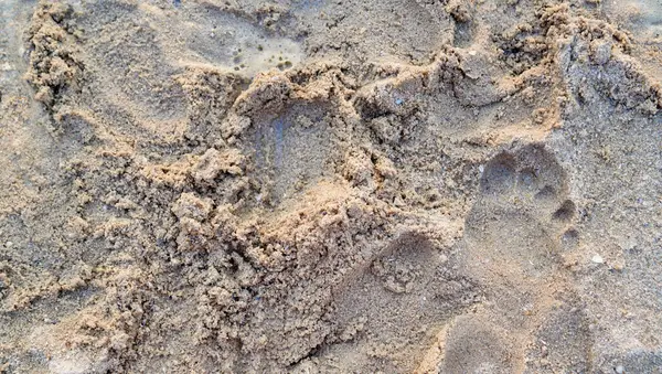 Sahil kum dokusunun doğal bir arkaplan oluşturan yumuşak odaklı görüntüsü. Açık bej renkler ve yumuşak yüzey deseni rahatlatıcı ve minimalist bir arka plan oluşturur.