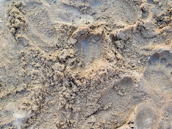 Sahil kum dokusunun doğal bir arkaplan oluşturan yumuşak odaklı görüntüsü. Açık bej renkler ve yumuşak yüzey deseni rahatlatıcı ve minimalist bir arka plan oluşturur.