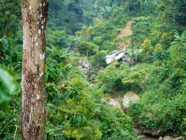 Yoğun çalılıkların arasında zarif bir şekilde yükselen uzun ağaçlarla huzurlu bir tropikal orman manzarası. Filtrelenmiş güneş ışığı canlı yeşilliğe hafif bir parıltı ekler. Doğal tazelik. Doğa manzarası. Güzel Doğa