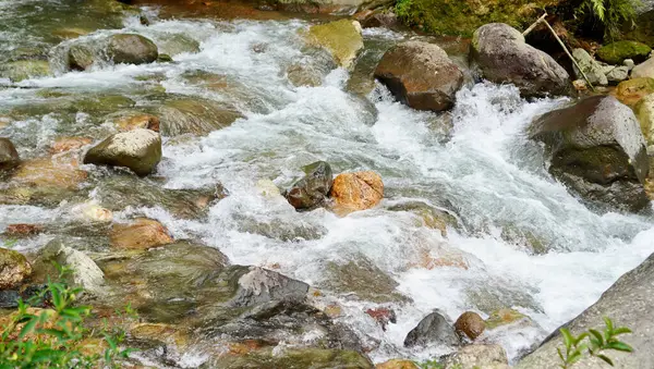 Canlı bir dağ akıntısı, yosun kaplı kayaların üzerinden geçerek beyaz su akıntıları ve dinamik akış şekilleri oluşturur.