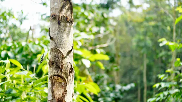 Tropik bir ormandaki ağaç gövdesinin kabuğu soyulmuş ve dokulu doğal desenleri olan yakın plan bir görüntüsü. Gövde keskin bir odak noktasında yakalanırken yemyeşil arka plan hafifçe bulanıklaşıyor.