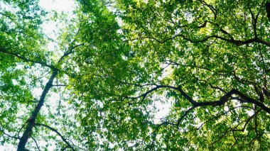 Aşağıdan çekilen yoğun yapraklarla uzun yeşil ağaçların manzaralı görüntüsü, dalların parlak gökyüzüne doğru uzandığını ve yaprakların arasından süzüldüğünü gösteriyor.