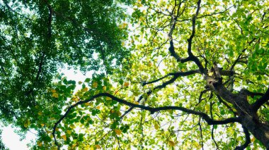 Yaprakların arasından süzülen güneş ışığıyla ağaçların yakın perspektifi canlı ve ferahlatıcı bir doğal zemin oluşturur.