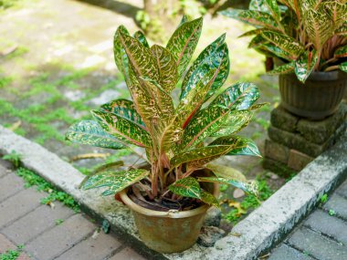 Küçük yeşil bir aglonema bitkisi kil bir tencerede yetişir, taze yaprakları yumuşak güneş ışığı altında parlar. Kırmızı gövde ve parlak yaprak damarları kontrastı ekler ve doğal bir güzellik yaratır.