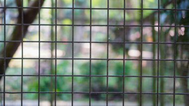 Kırsal kare tel örgü tel örgü çitleri genellikle bina güçlendirme, bahçe çitleri veya koruyucu bariyerler için kullanılır.