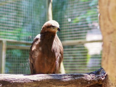 Siyah bir uçurtmaya yakın, güçlü bir yırtıcı kuş, bir dalın üzerinde dinleniyor. Delen gözleri ve kancalı gagası vahşi doğadaki bu yırtıcının güzelliğini ve gücünü vurgular..