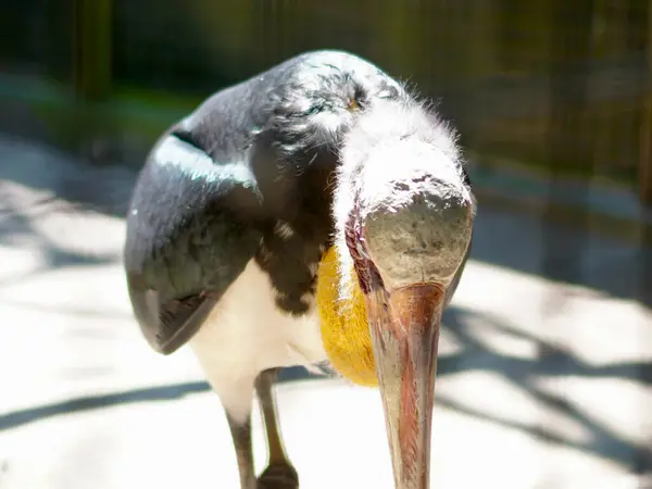 Daha büyük bir yaverin vahşi yaşam portresi detaylarıyla yakalandı, kel kafasını, delici gözlerini ve dokulu tüylerini aydınlattı..