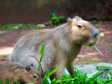 Suların kenarındaki yeşil çimlerde oturan bir kapibarın yakın çekimi, sakin ifadesini ve kahverengi kürkünü gösteriyor.