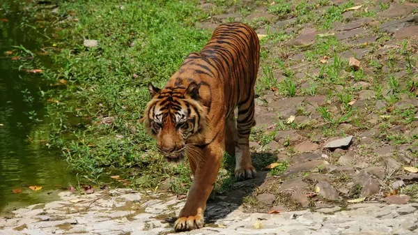 Bir Sumatra kaplanı ya da harimau Sumatra taştan bir yolda zarifçe yürüyor, keskin gözlerini ve güçlü pençelerini doğal ortamında sergiliyor.
