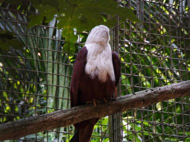 Beyaz kafasını ve koyu kahverengi tüylerini gösteren Brahminy uçurtmasının yakın çekimi. Kartal benzeri yırtıcı kuş, tropik bir hayvanat bahçesi ortamındaki bir dalda sessizce dinleniyor.