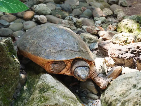 Yosun tutmuş bir kayanın üzerinde dinlenen bir kaplumbağanın yakın plan görüntüsü. Dokulu kabuğu, sakin ve topraksı bir tonda doğal çevreyle harmanlanıyor.