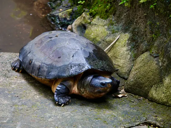 Islak yosun kaplı bir yüzeyde dinlenen bir kaplumbağa kabuğunun detaylarını ve doğal ortamının barışçıl atmosferini vurguluyor.