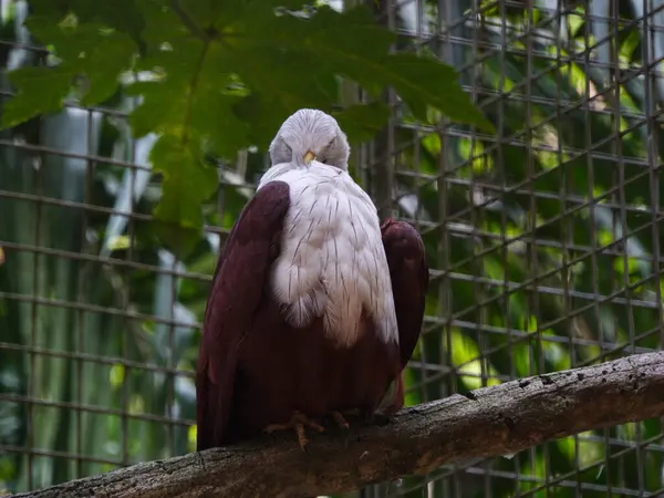 Brahminy uçurtması, beyaz başlı ve kestane rengi kanatlı yırtıcı bir kuş, sakince bir ağaç dalına uzanır. Onun delici gözleri gücün ve özgürlüğün ruhunu yansıtır.