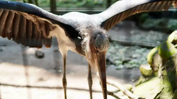 Kanat genişliği, tüy dokusu, koyu tüyler ve güçlü vücut duruşu olan Büyük Yaveri Leylek 'in yakın çekimi