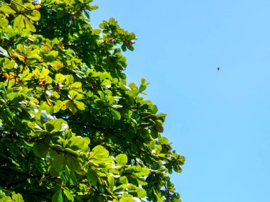 Sıcak güneş ışığıyla aydınlanan parlak yeşil yaprak karmaşık ayrıntıları ve yumuşak doğal desenleri gösteriyor. Bu görüntü doğanın barışçıl atmosferini, saflığı, yaşamı ve çevre dostu kavramı sembolize eder.