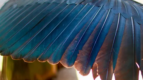 Nadir bulunan leylek kuşunun kanat tüylerinin ayrıntıları. Karmaşık bir düzenleme, pürüzsüz bir doku ve doğal gölgeleme gösteriyor.