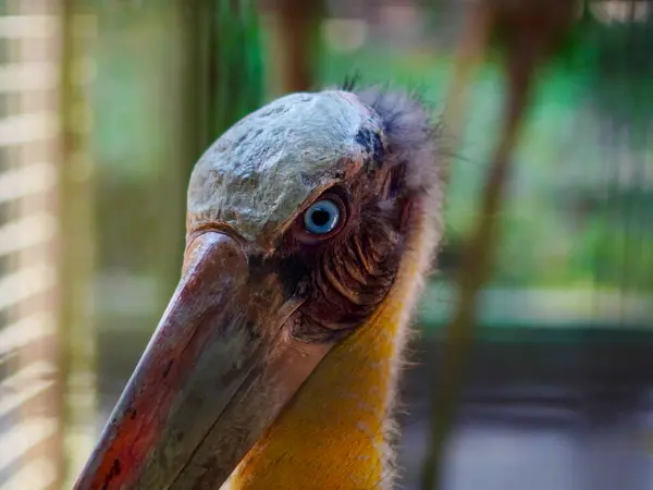 Uzun gagasını, tüysüz yüzünü ve renkli boyun tüylerini vurgulayan Büyük Yaveri Leylekler 'in başının ayrıntılı görüntüsü.