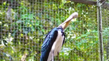 Hayvanat bahçesindeki bir leyleğin daha az emir kulu bir görüntüsü. Egzotik kuş belirgin uzun boynu ve keskin gagasıyla vahşi yaşam, tutsaklık ve koruma temaları için benzersiz görüntüler sağlar.