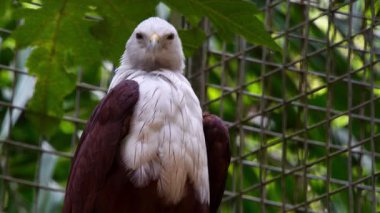 Hayvanat bahçesi etrafındaki ahşap bir levrekte dinlenen görkemli bir kartalın yakın çekim videosu. Avın güçlü kuşu keskin gözler, güçlü gagalar ve detaylı tüyler gösterir. Esaret altındaki yırtıcıların vahşi özünü yakalar.