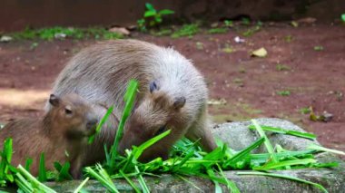 Hayvanat bahçesinde sakince beslenen bir Capybara 'nın yakın çekim videosu. Nazik kemirgen, rahat ve dostça davranışlarını göstererek taze yemekten zevk alır.