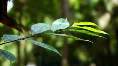 Ağaç yapraklarının rüzgarla hafifçe savrulduğu bir video yumuşak hareketli ve canlandırıcı doğa titreşimli sakin bir açık hava sahnesi yaratıyor. Rahatlama, meditasyon ve doğal güzellik projeleri için harika.