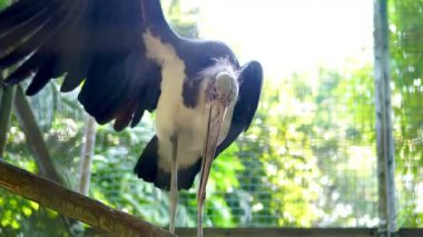 Kanatları genişçe açılmış daha küçük bir Leylek. Tüylerinin ayrıntıları, uzun keskin gagası ve uzun gövdesi bu nadir kuş türünün güçlü bir taklidini oluşturur.