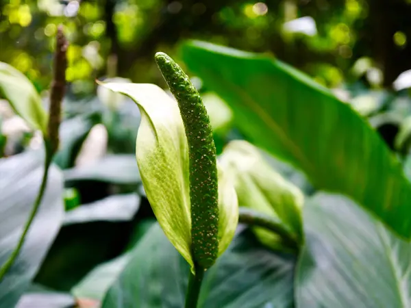Taze yeşil bir spadiks ve yemyeşil tropikal yaprakların arasında yakalanmış genç bir spat ile Barış Zambağı 'nın (Spatthiphyllum) yakın çekimi.