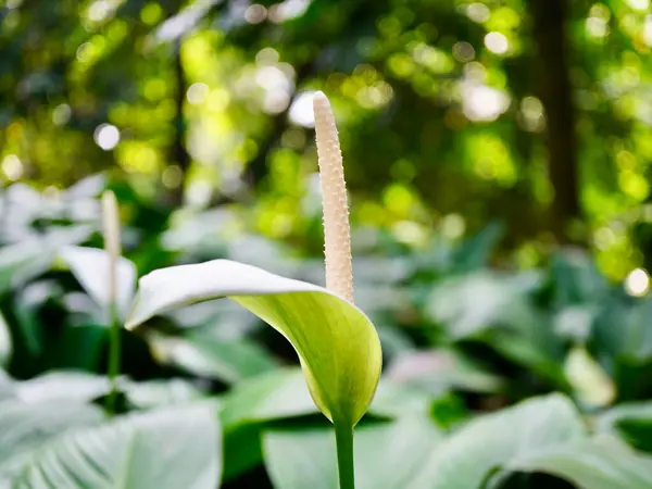 Beyaz tomurcuğu ve yeşil tropikal yaprakları arasında çarpıcı bir kontrastla, saflığı ve sakinliği simgeleyen Barış Zambağı çiçeğinin ayrıntılı makro görüntüsü.