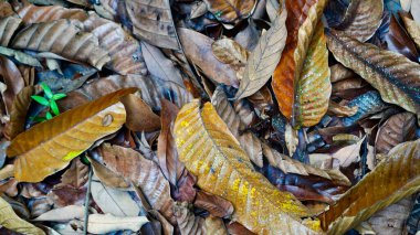 Kahverengi, sarı ve yeşilin karışık tonlarıyla düşmüş yapraklardan oluşan doğal desen, arka plan ve ekolojik kavramlar için ideal.