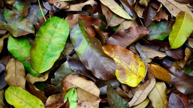 Kahverengi, sarı ve yeşil tonlarda düşen yaprakların yakın çekimi, kırsal ve organik mevsimsel bir zemin oluşturur