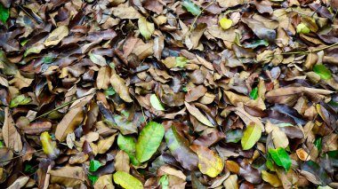 Kurumuş kahverengi yapraklar ve taze yeşil yaprakların birleşimi yaşam döngüsünü, doğayı ve tropikal ekosistemi sembolize eder.
