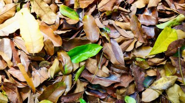 Bir yığın kuru ve taze tropikal yaprak doğal bir doku oluşturuyor, eko, orman ve doğa temaları için mükemmel.