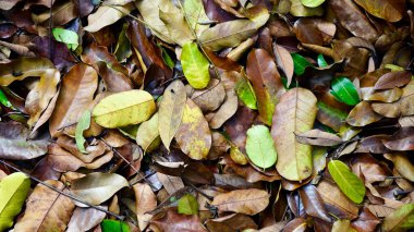Orman zeminine saçılmış kuru kahverengi ve taze yeşil yaprakların doğal arka planı doku, çürüme ve tropikal doğayı gösteriyor.