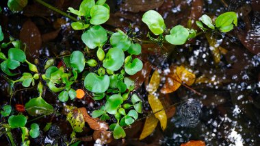 Parlak yeşil yapraklı bir grup tropikal su sümbülü, sakin gölet yüzeyinde doğal bir doku oluşturur.
