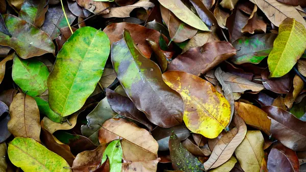 Kahverengi, sarı ve yeşil tonlarda düşen yaprakların yakın çekimi, kırsal ve organik mevsimsel bir zemin oluşturur