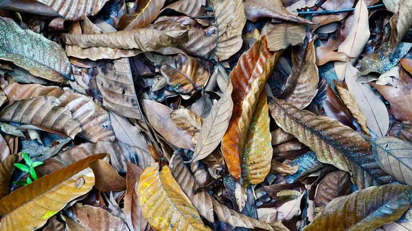 Yerdeki katmanlı yaprakların farklı renkler, dokular ve doğal tropikal orman titreşimleriyle detaylı bir görüntüsü.