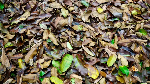 Kurumuş kahverengi yapraklar ve taze yeşil yaprakların birleşimi yaşam döngüsünü, doğayı ve tropikal ekosistemi sembolize eder.